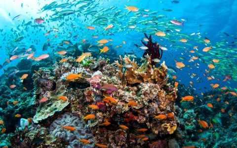 Diving the Great Barrier Reef